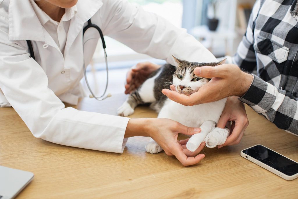 cho mèo đi khám sức khỏe định kì