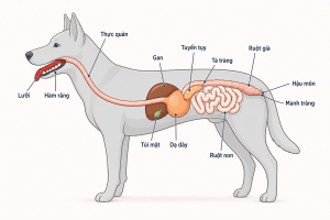 hệ tiêu hóa của chó