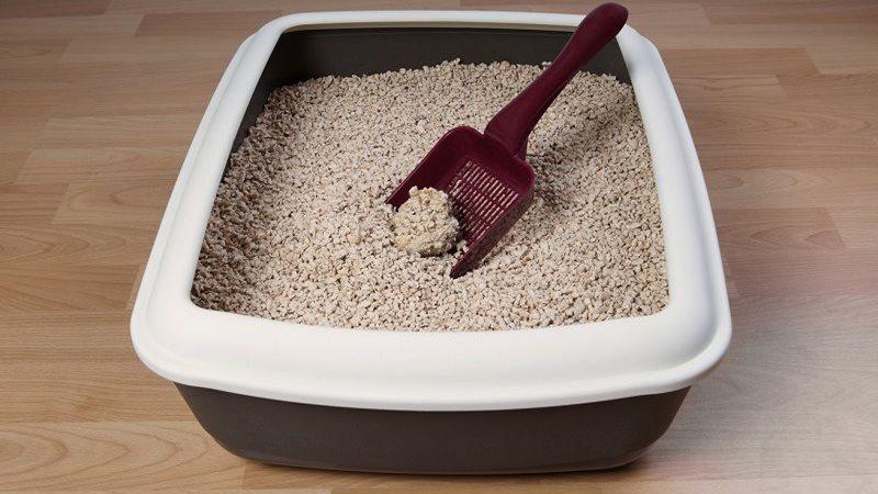 vệ sinh môi trường sống cho mèo