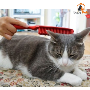 Bộ lông mèo khỏe mạnh sau khi bổ sung dinh dưỡng