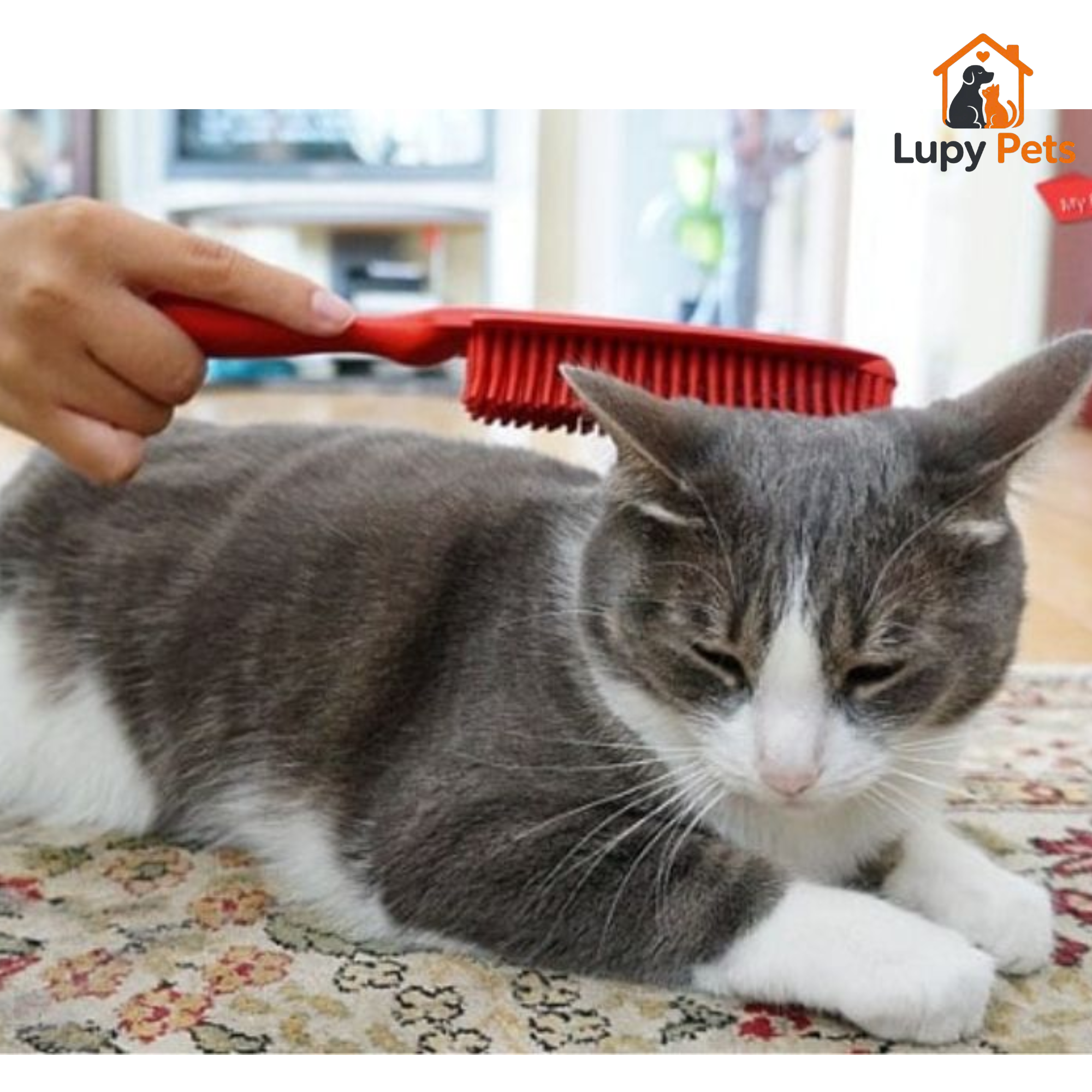 Bộ lông mèo khỏe mạnh sau khi bổ sung dinh dưỡng