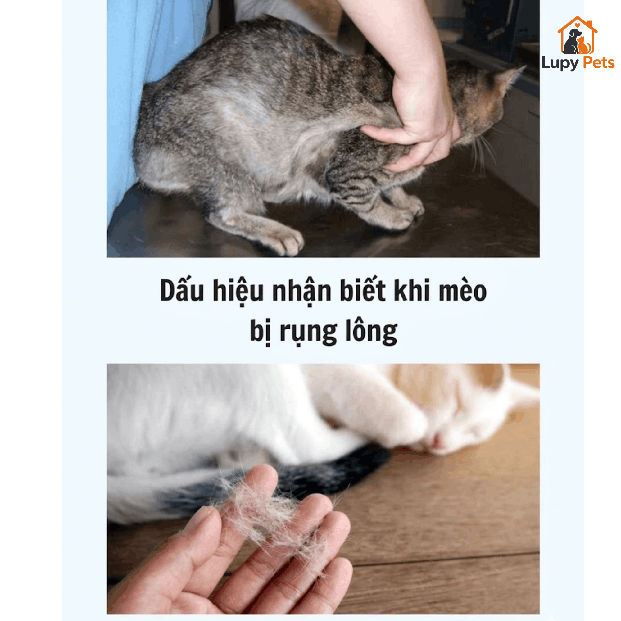 dấu hiệu nhận biết khi mèo bị rụng lông