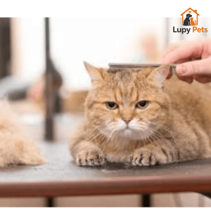 phân biệt mèo thay lông và rụng lông